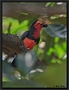 Zwartbandbaardvogel MG 2246-2 kopie